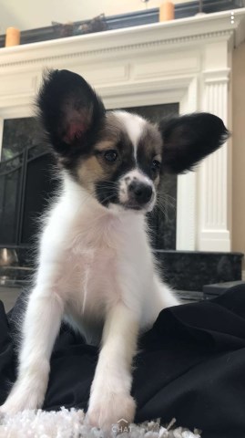 Papillon puppy for sale + 53332