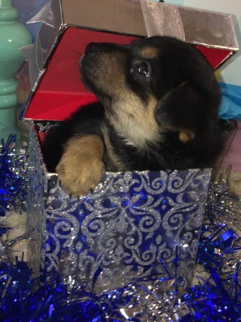 Pomsky puppy for sale + 61075