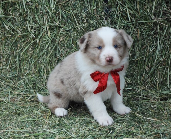 Australian Shepherd Dog puppy dog for sale in Wellington ...
