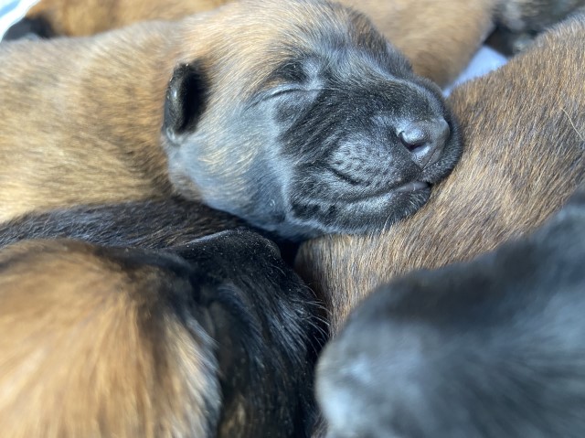 Malinois puppy for sale + 63149