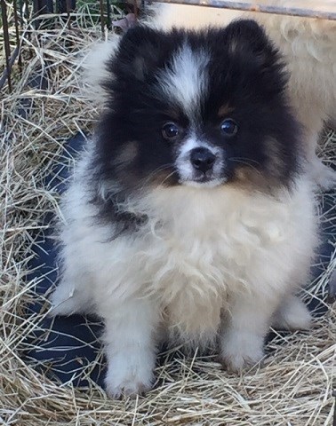 Ashley - Female Pomeranian Puppy - Black & Tan Parti Color