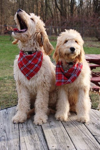 Goldendoodles. Standard size - home raised. Very gentle parents.