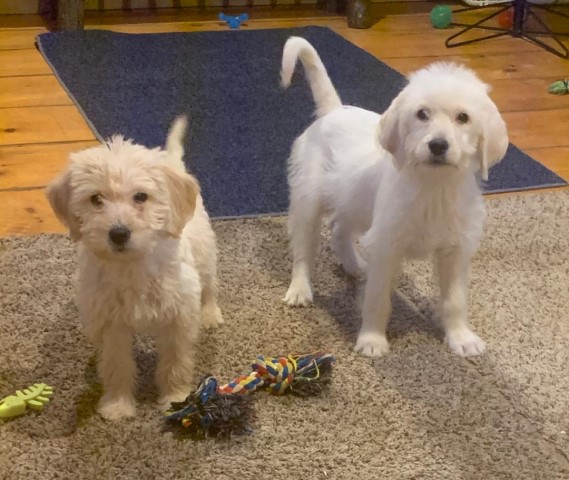 Double Doodle Puppies