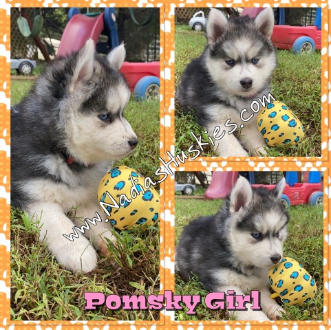 Pomsky puppy for sale + 62399