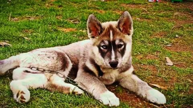 Siberian Husky Puppy Dog For Sale In Junction City Ohio ...
