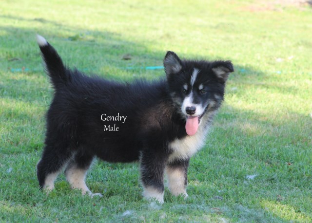 Alaskan Malamute puppy for sale + 57331