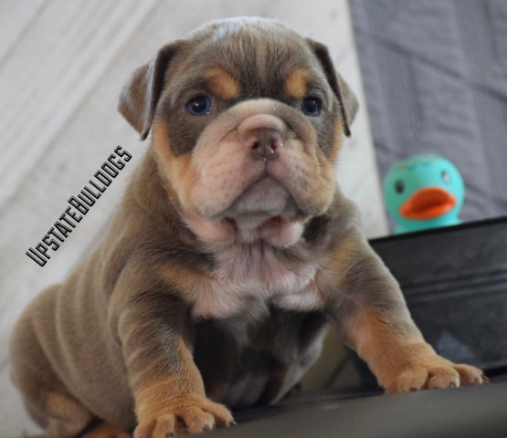 AKC English Bulldog Puppies Available