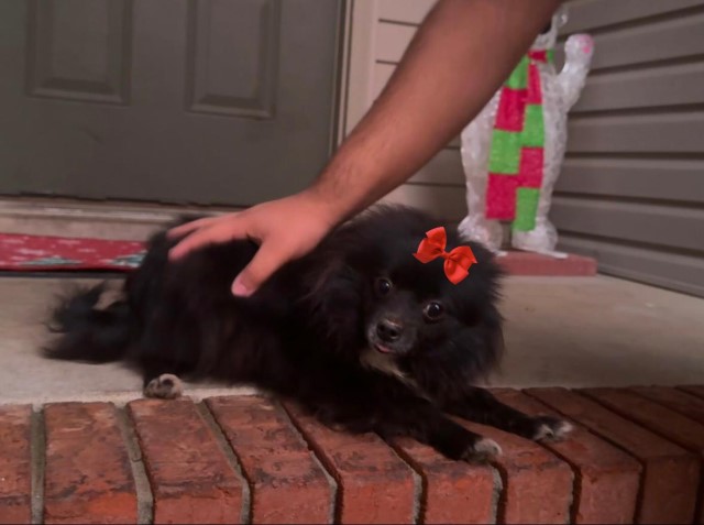 Female Tuxedo Pomeranian