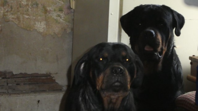 Rottweiler Puppies - Katrina X Dozer - All Sold