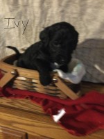 F1 Double Doodle Labradoodle for sale/adoption