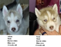 AKC Siberian Husky Champion  lines Siberian Husky for sale/adoption