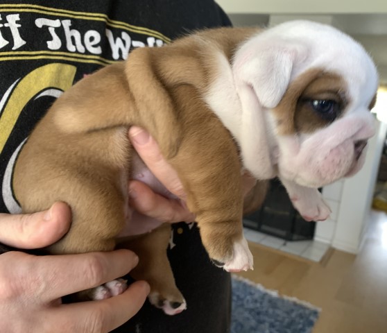 English Bulldog puppy for sale + 61530