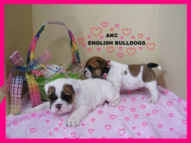 Dog Adoption Scams Online Dog Adoption Scams Online