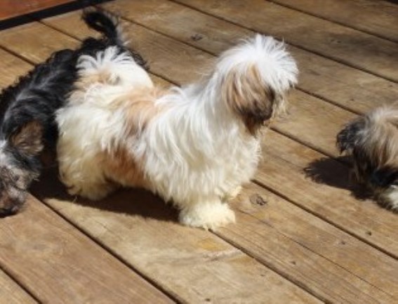 Shih Tzu  AKC  Shihtzu