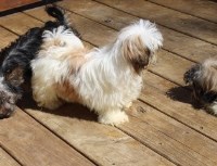 Shih Tzu  AKC  Shihtzu Yorkshire Terrier for sale/adoption