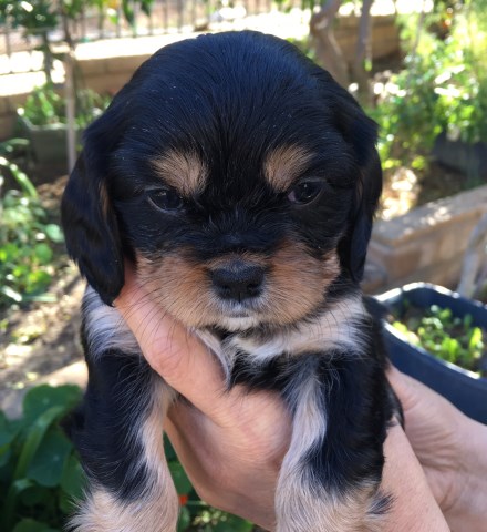 Cavalier King Charles Spaniel puppy for sale + 47586