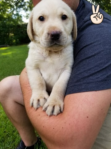 Labrador Retriever puppy for sale + 53625