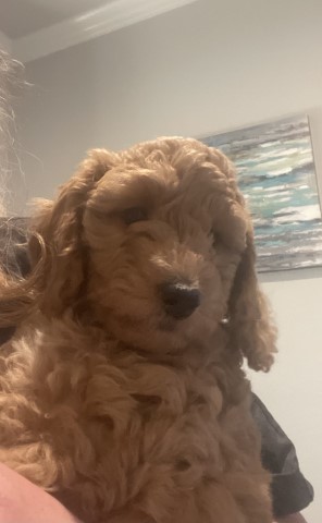 F1bb Mini Goldendoodles