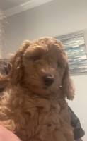 F1bb Mini Goldendoodles Goldendoodle for sale/adoption
