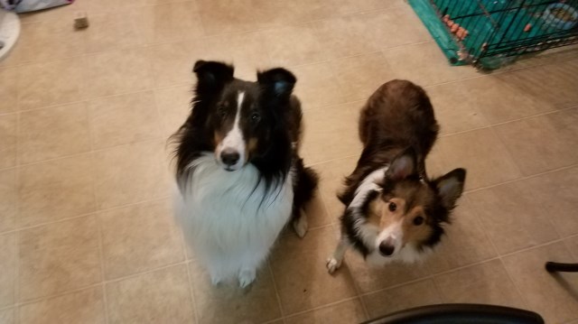 Sheltie Puppies for New Years!