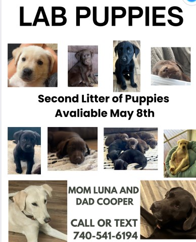 11 Lab Puppies Looking for Their Forever Home ??