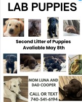 11 Lab Puppies Looking for Their Forever Home ?? Labrador Retriever for sale/adoption