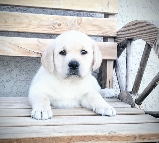 WHITE GOLDADORS (GOLDEN X LAB) READY JULY!!