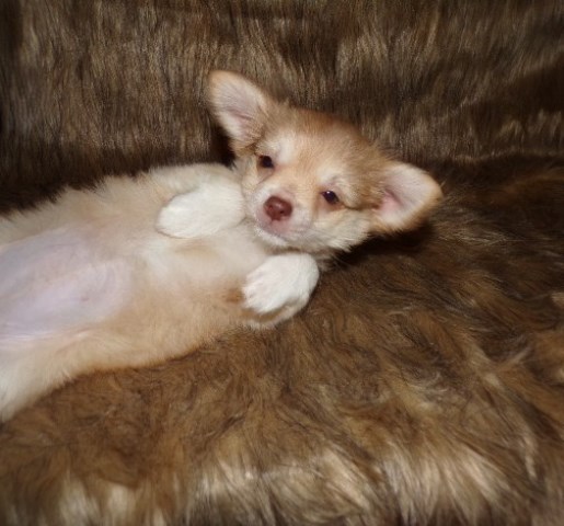 Chihuahua puppy for sale + 66391