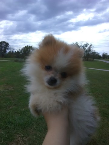 Pomeranian puppy for sale + 59789