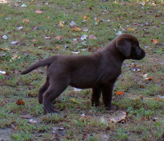 Labrador Retriever puppy for sale + 67210