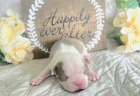 Last Puppy Listed