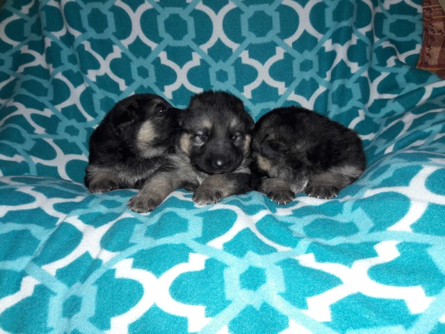 German Shepherd Puppy's Purebred