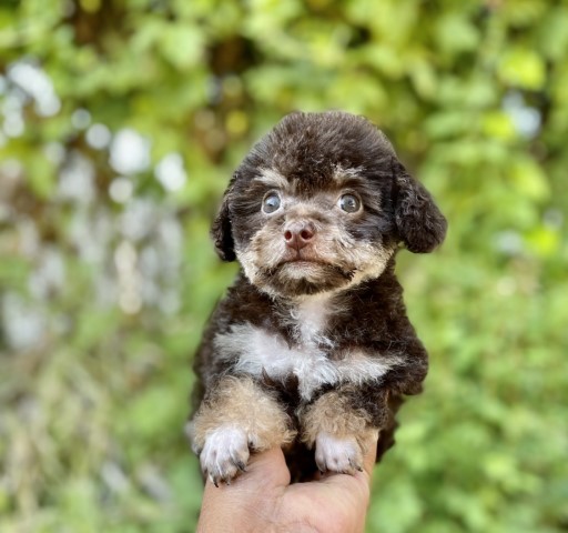 Poodle Toy puppy for sale + 62064