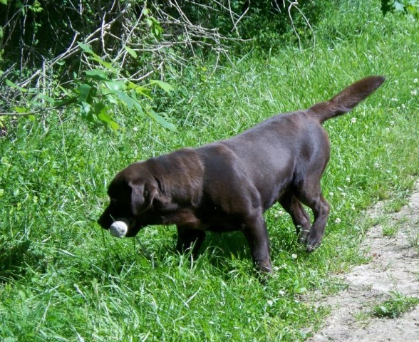 Labrador Retriever puppy dog for sale in Wilsons, Virginia