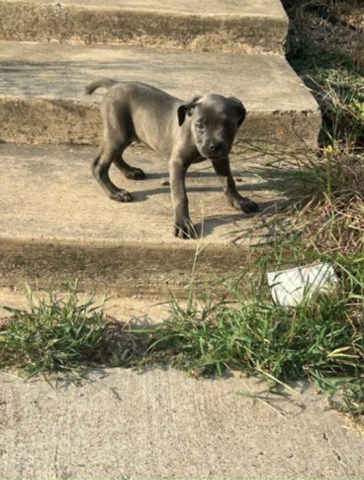 Cane Corso (Cane Corso, 11 wks) in Lancaster, TX
