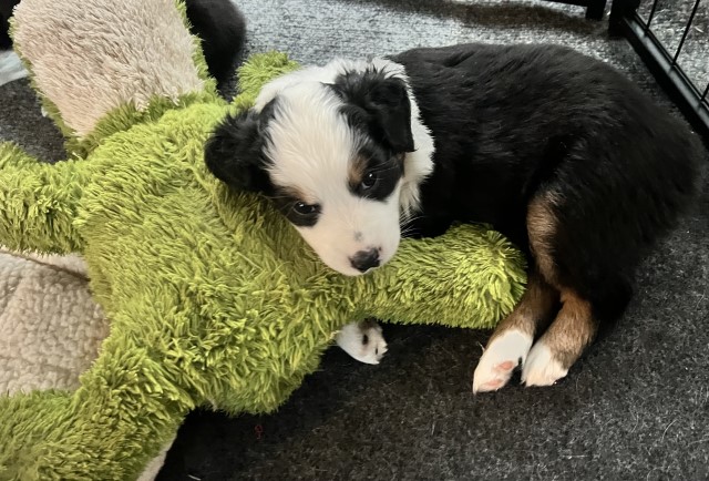 Miniature Australian Shepherd - Pure Breed