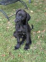 Daniff Puppy for Sale Mastiff for sale/adoption