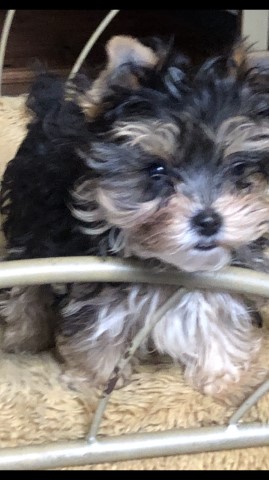 Yorkshire Terrier puppy dog for sale in Lafayette, Louisiana