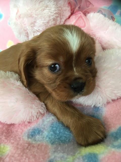 Cavalier King Charles Spaniel puppy for sale + 51730