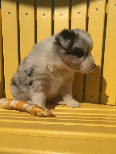 Australian Shepherd Dog puppy for sale + 63223