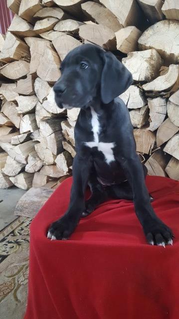 Great Dane puppy for sale + 55190