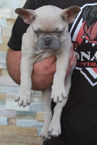 French Bulldog puppy for sale + 60009