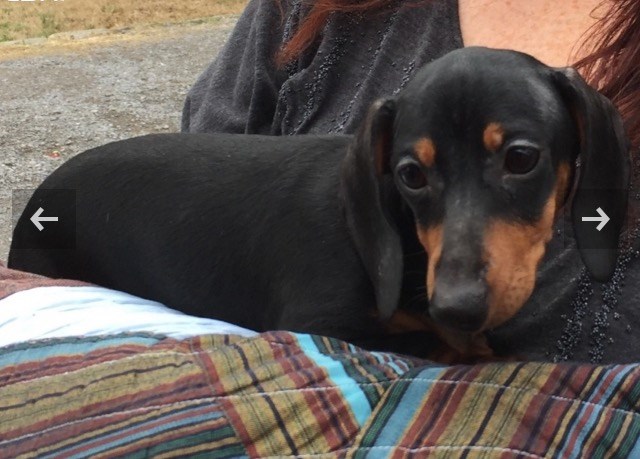 Dachshund puppy for sale + 52578