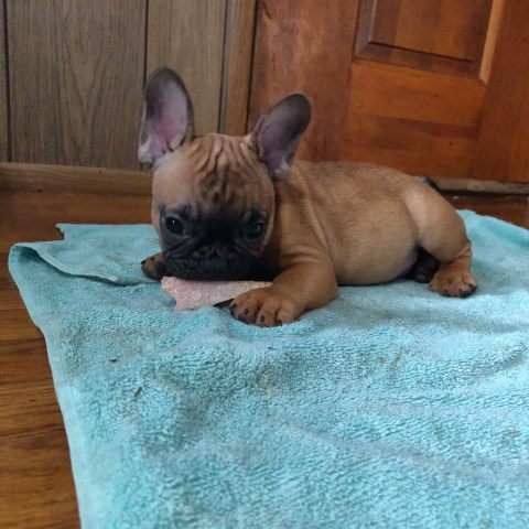 French Bulldog puppy for sale + 55750