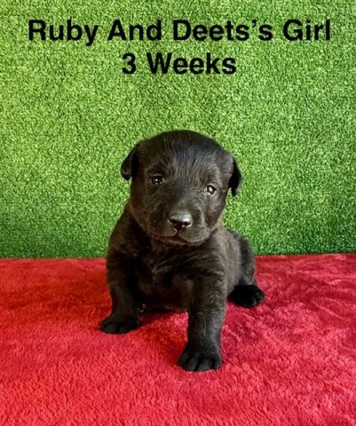 Labrador Retriever puppy for sale + 66808