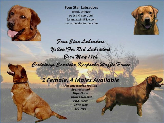 Labrador Retriever puppy for sale + 56583
