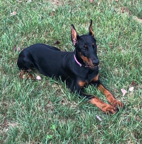 AKC Doberman Pinscher Puppies Champion Euro Lines Available September 2019