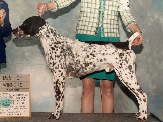 German Shorthaired Pointer puppy for sale + 65220