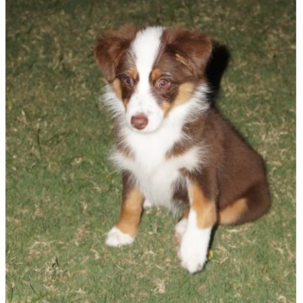 AKC Miniature American Shepherd 14 Weeks Old