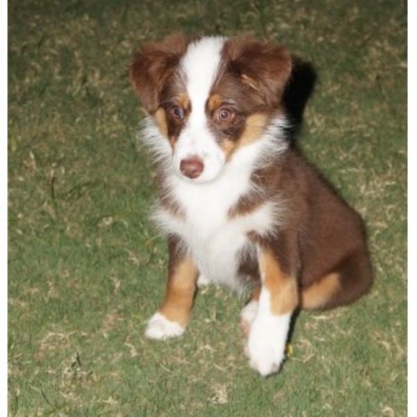 AKC Miniature American Shepherd 14 Weeks Old